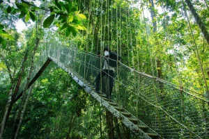 Canopy-Walk.jpg