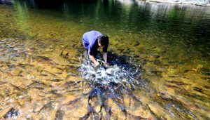 Ikan-kelah