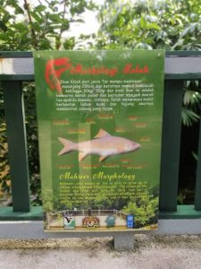 Taman-Negara-National-Park-47