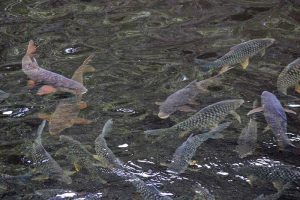 kelah-sanctuary-fish