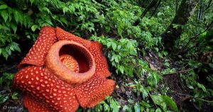 Rafflesia and Mossy Forest Tour in Cameron Highlands, Malaysia