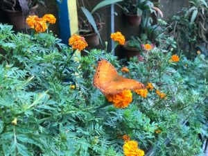 butterfly-that-can-t