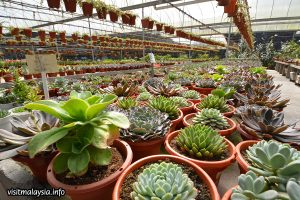cactus-point-nursery