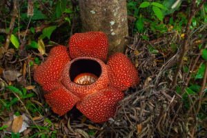 flor-rafflesia-cameron-highlands