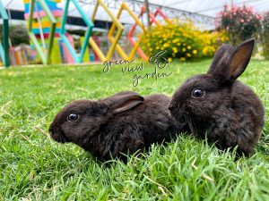 rabbits-mini-pets-zoo